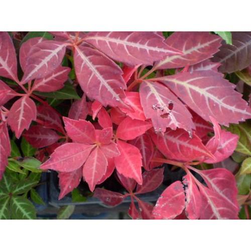 ヘンリーヅタの苗 : 植物・園芸専門店 花育通販Yahoo!店 - 通販