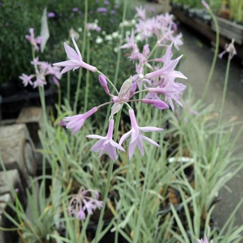 ツルバキア・シルバーレースの苗 : 植物・園芸専門店 花育通販Yahoo!店