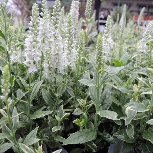 斑入りベロニカ シャーロットの苗 Ki Tanen 187 花育通販yahoo 店 通販 Yahoo ショッピング