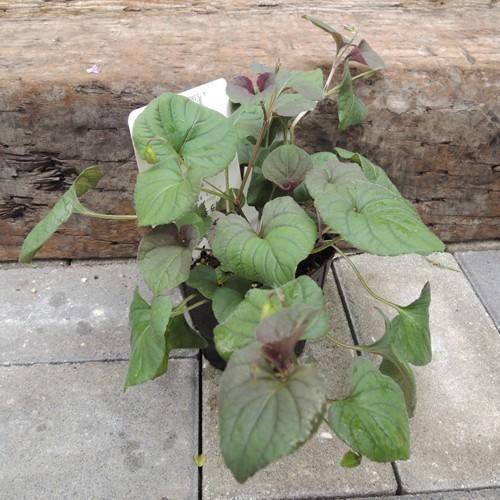 宿根ビオラ・ラブラドリカの苗 : 植物・園芸専門店 花育通販Yahoo!店