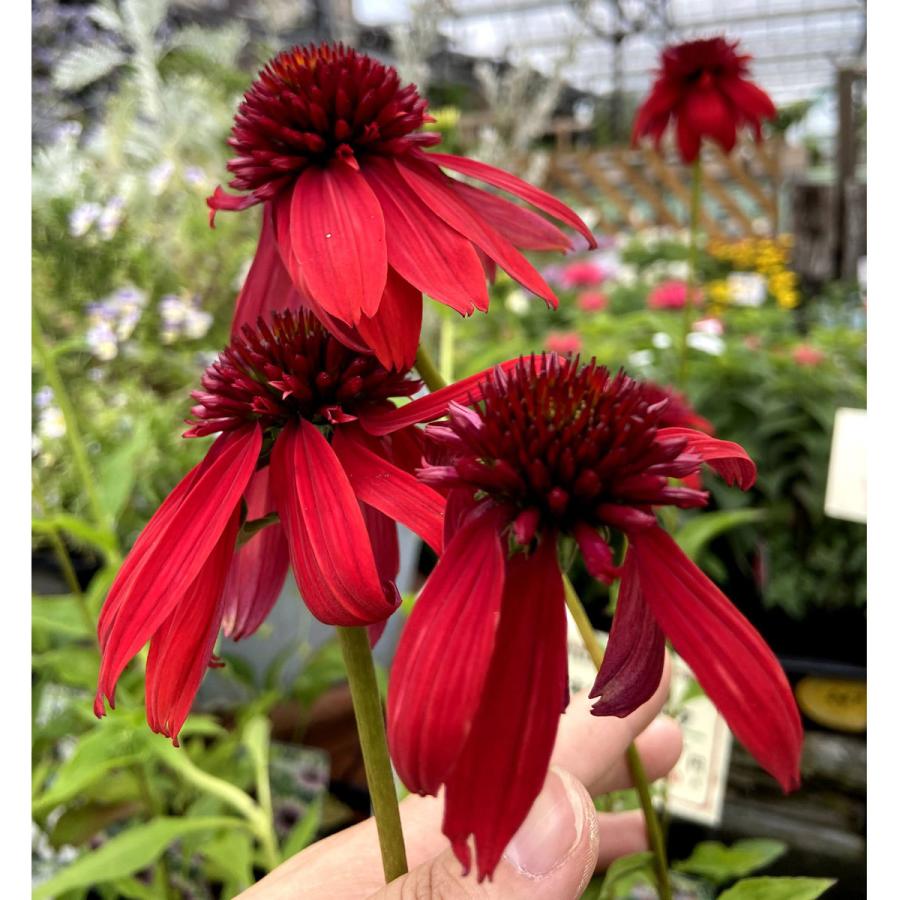 エキナセア エキセントリック の苗 Ki Tanen 5 花育通販yahoo 店 通販 Yahoo ショッピング