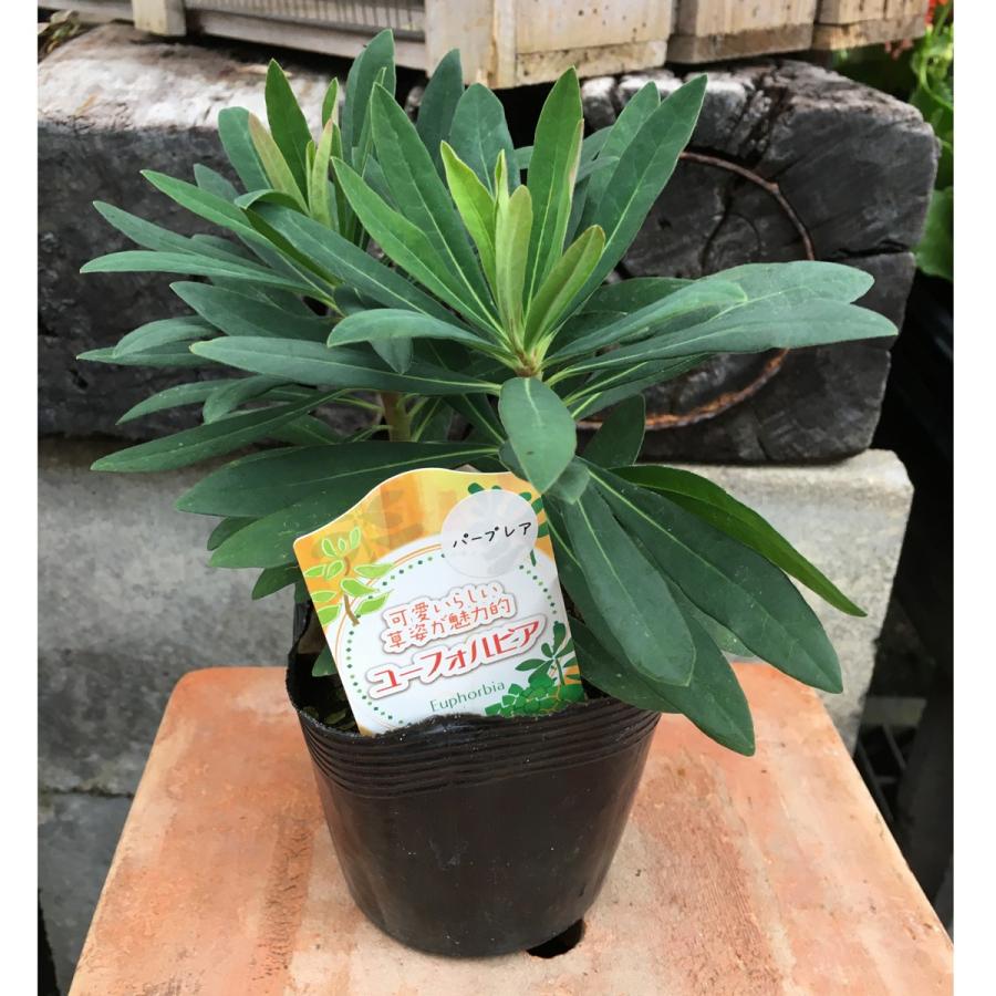 ユーフォルビア パープレア（プルプレア）の苗 : 植物・園芸専門店 花