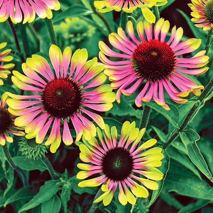 エキナセア「グリーンツイスター」の苗 : 植物・園芸専門店 花育