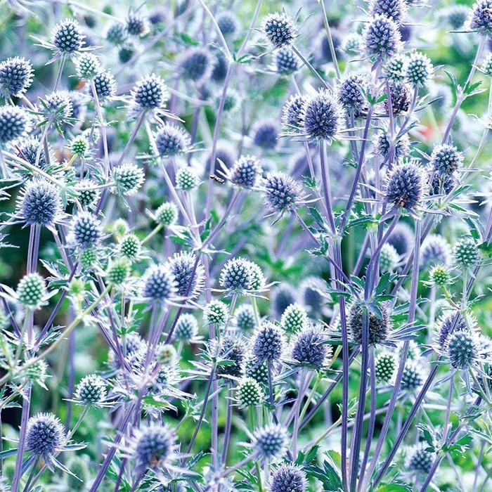 エリンジウム エリンジューム ブルーグリッターの苗 Ki Tanen 321 花育通販yahoo 店 通販 Yahoo ショッピング