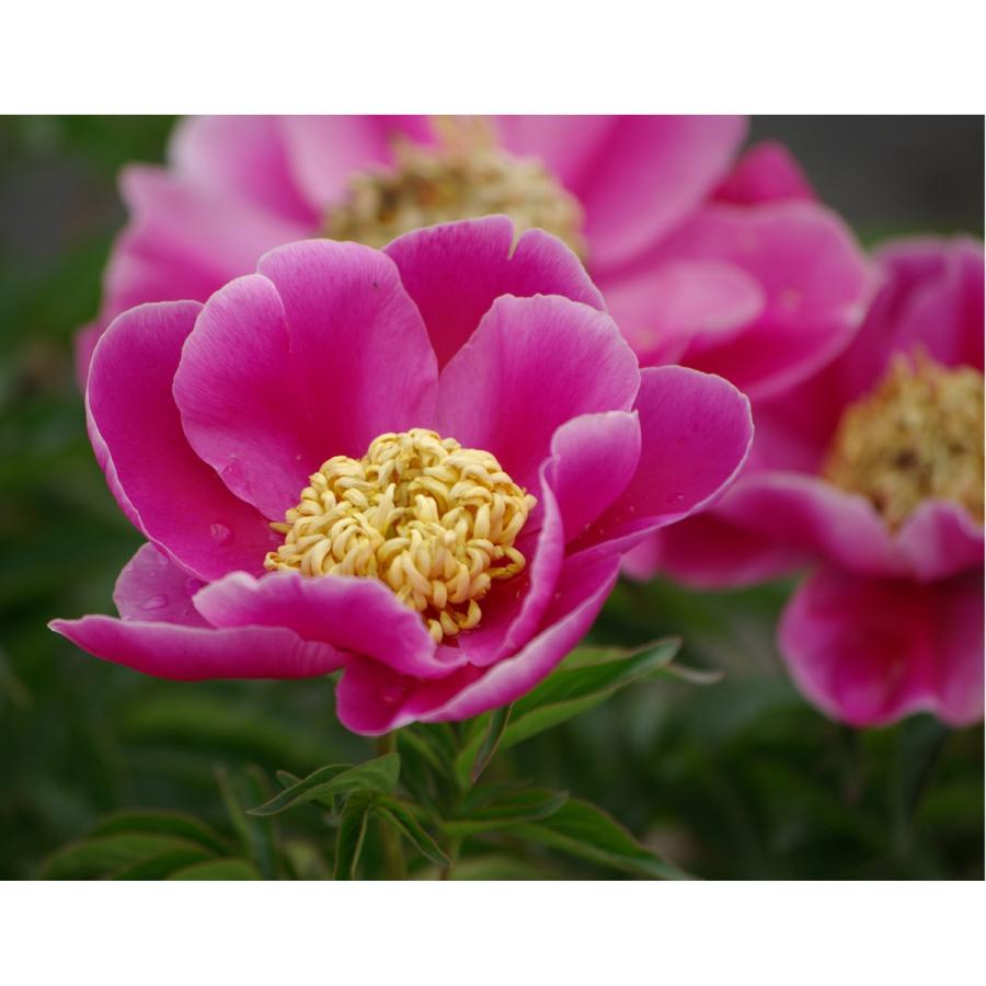 芍薬 シャクヤク ピオニー 福丸の苗 Ki Tanen 337 花育通販yahoo 店 通販 Yahoo ショッピング