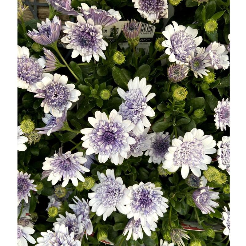 ダブルオステオスペルマム シルバーの苗 Ki Tanen 378 花育通販yahoo 店 通販 Yahoo ショッピング