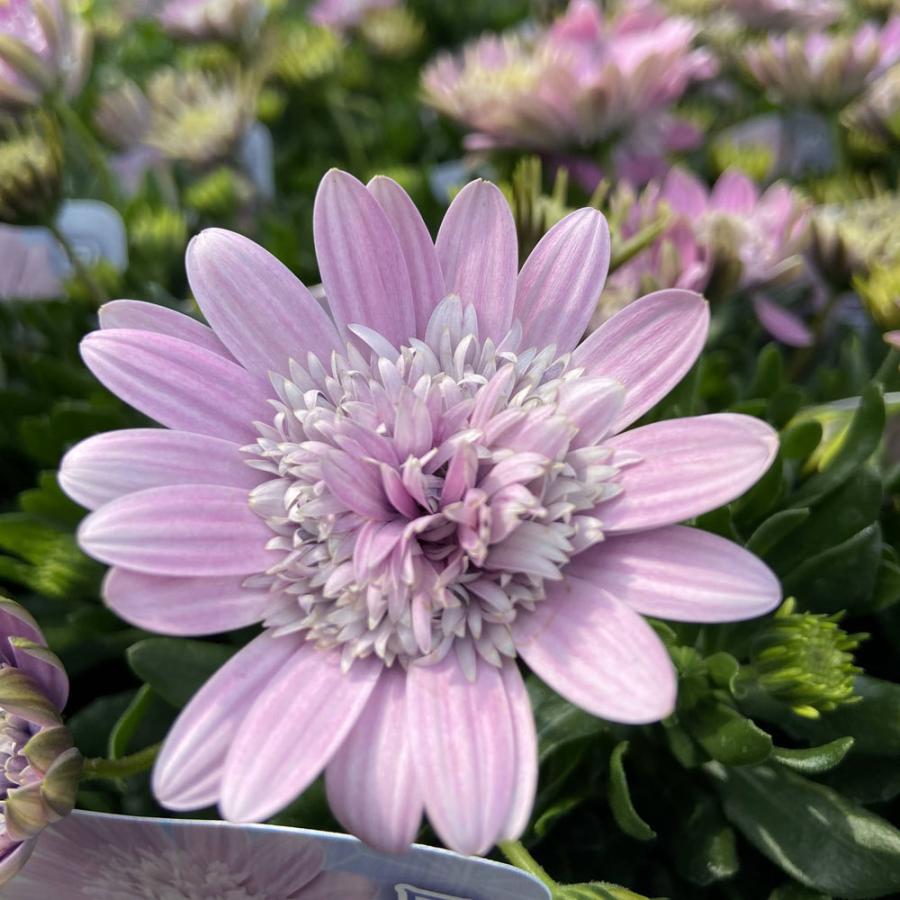 オステオスペルマム・ダブルロマン ロココの苗 : 植物・園芸専門店 花