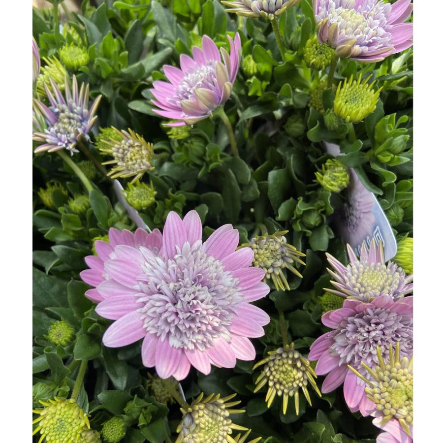 オステオスペルマム・ダブルロマン ロココの苗 : 植物・園芸専門