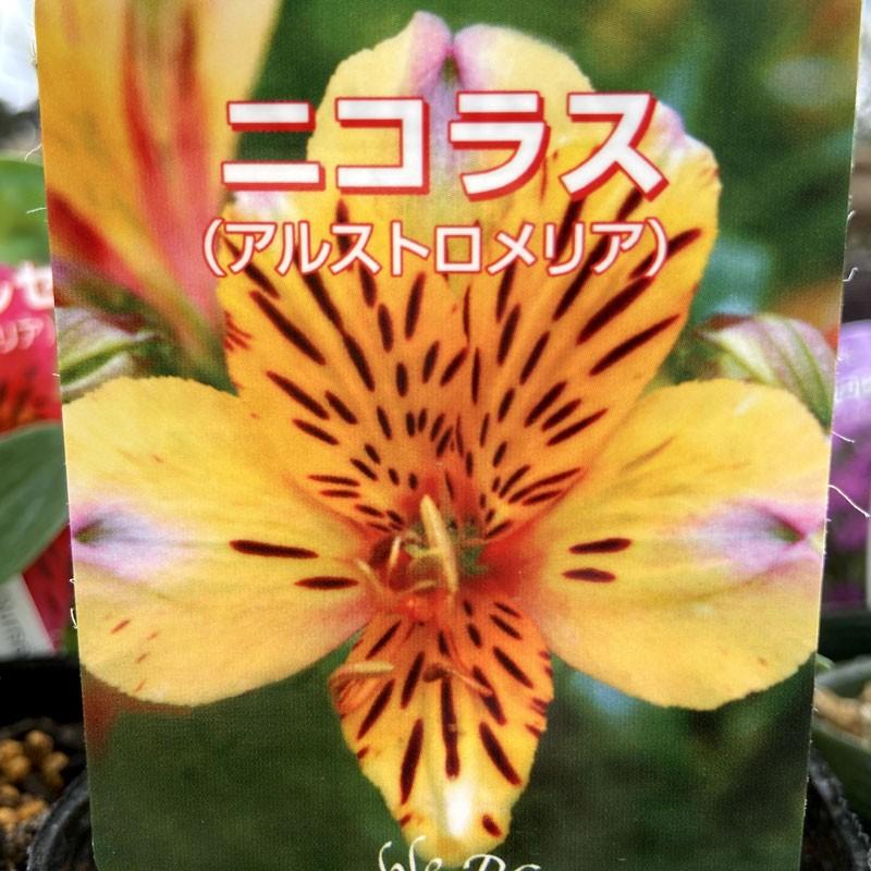 どらび様ご確認用です　アルストロメリア　ニコラス アルストロメリア・ニコラスの苗 : 植物・園芸専門店 花育通販Yahoo!店