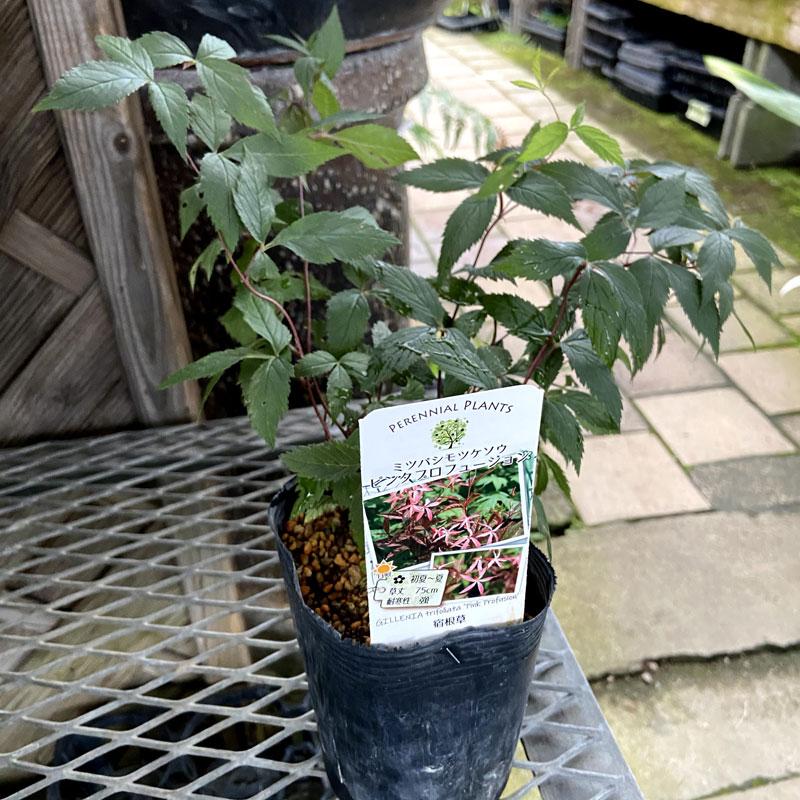 ミツバシモツケ・ピンクプロフュージョンの苗 : 植物・園芸専門店 花育