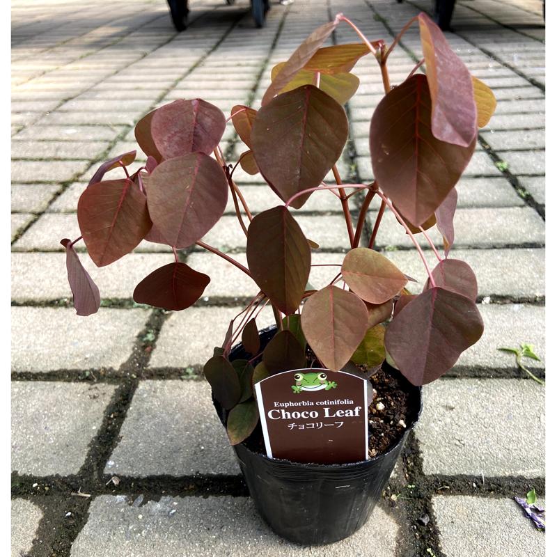 ユーフォルビア チョコリーフ（ユーフォルビア コティニ）の苗 : 植物