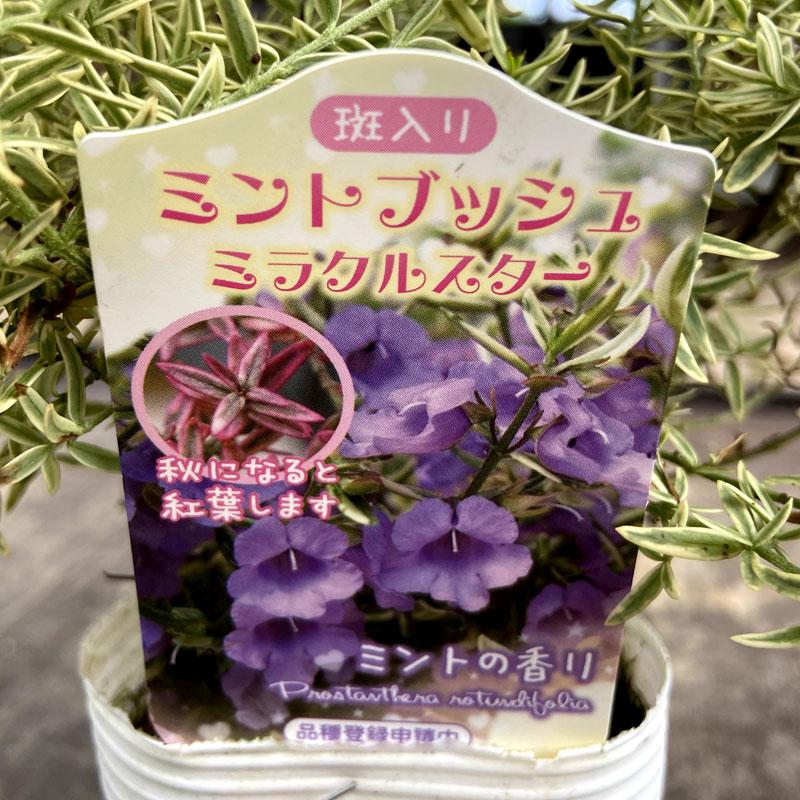 ミントブッシュ プロスタンテラ ミラクルスターの苗 Ki Tanen 406 花育通販yahoo 店 通販 Yahoo ショッピング