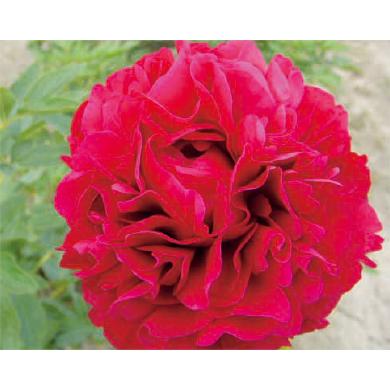 芍薬 シャクヤク ピオニー キャロルの苗 Ki Tanen 448 花育通販yahoo 店 通販 Yahoo ショッピング