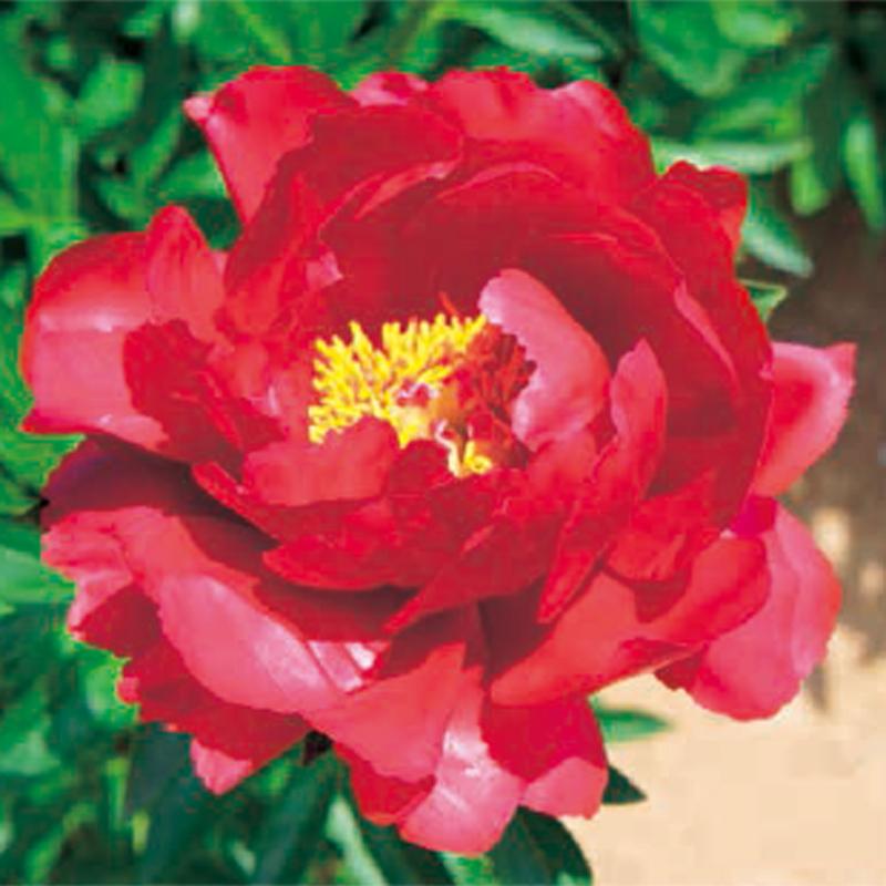 芍薬（シャクヤク／ピオニー） レッドレッドローズの苗 : 植物・園芸