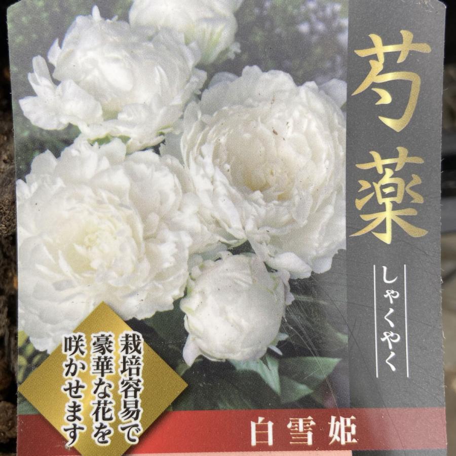 芍薬（シャクヤク／ピオニー） 白雪姫の苗 : 植物・園芸専門店 花育