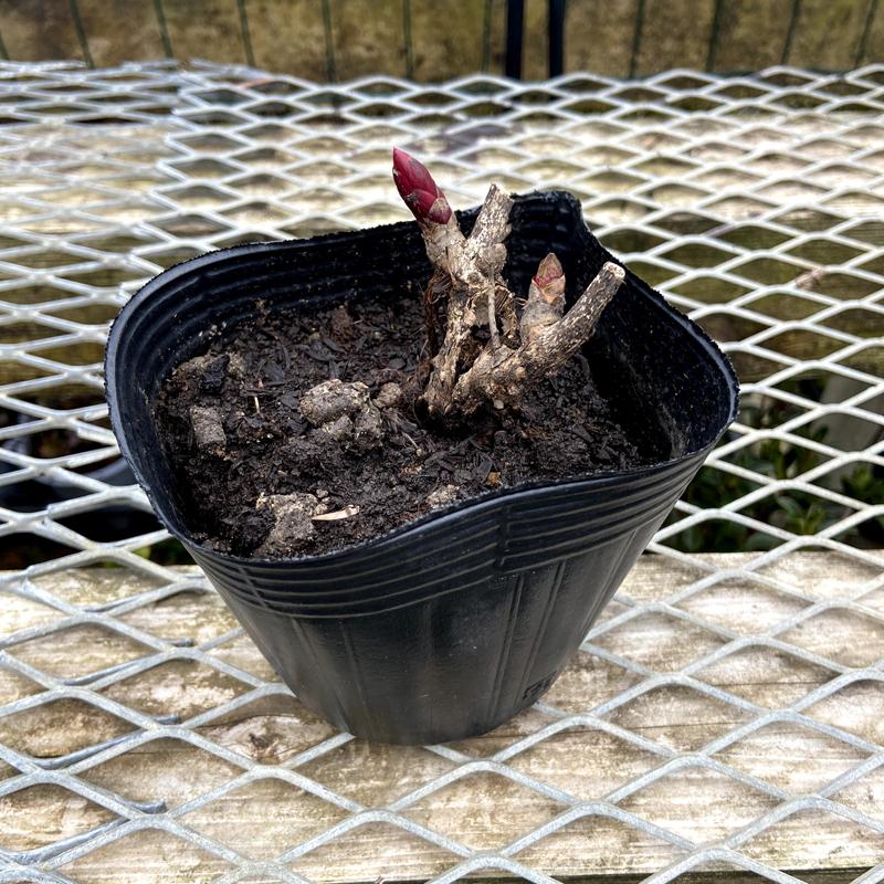 芍薬 シャクヤク ピオニー かぐや姫の苗 Ki Tanen 459 花育通販yahoo 店 通販 Yahoo ショッピング