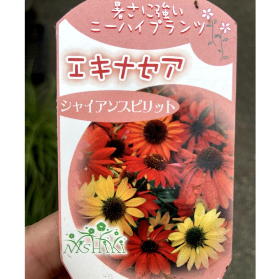 エキナセア シャイアンスプリット の苗 ３ポットアソート Ki Tanen 472 花育通販yahoo 店 通販 Yahoo ショッピング