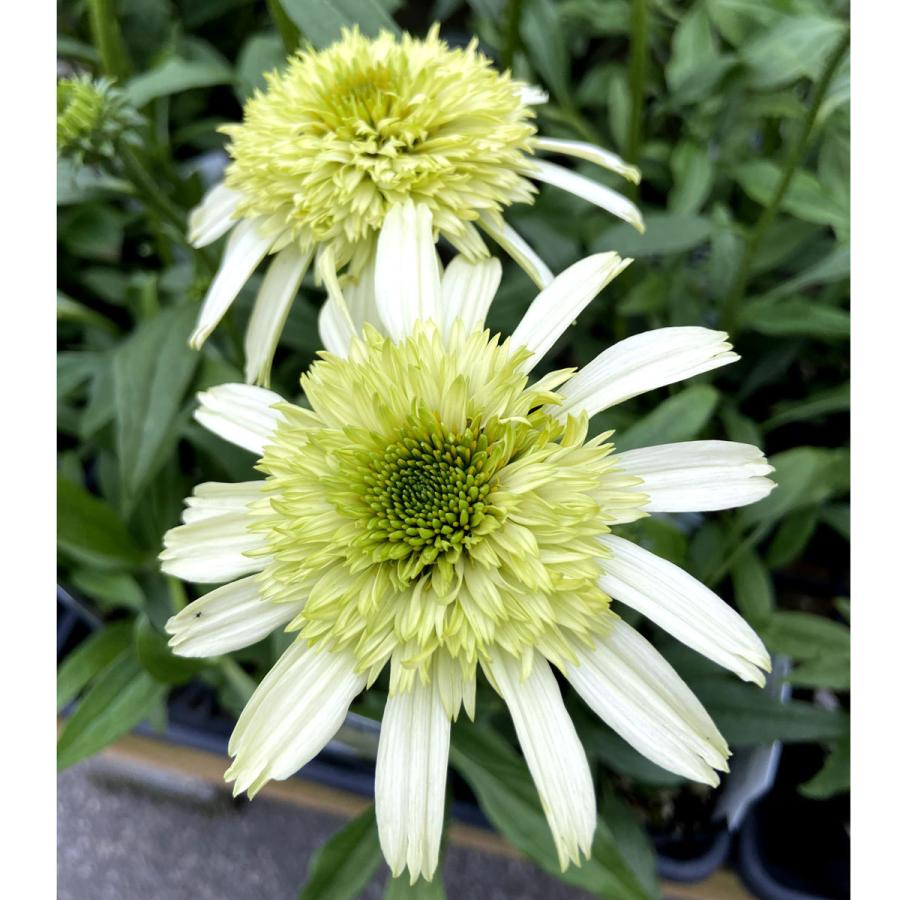 エキナセア ハニーデュー の苗 Ki Tanen 476 花育通販yahoo 店 通販 Yahoo ショッピング