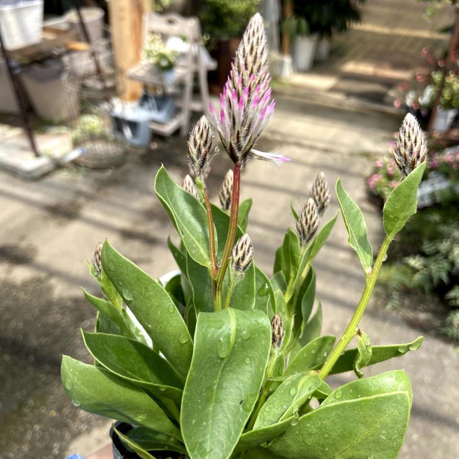 今日の超目玉 プチロータス ジョーイ ポット苗 植物 観葉植物