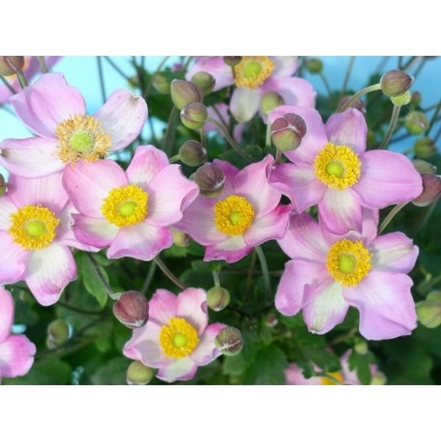 秋明菊 シュウメイギク の苗 うねめ祭り ウネメマツリ Ki Tanen 536 花育通販yahoo 店 通販 Yahoo ショッピング