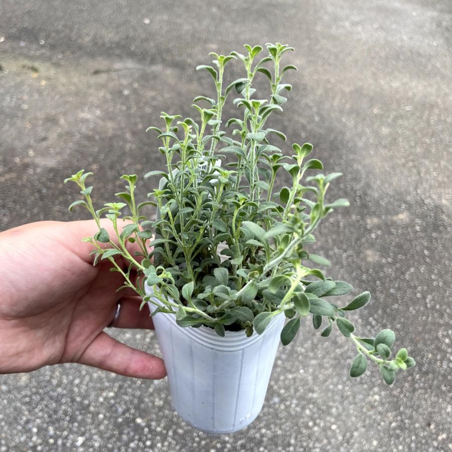 シルバーリーフ這性金魚草 シルバードラゴンの苗 シルバーピンク