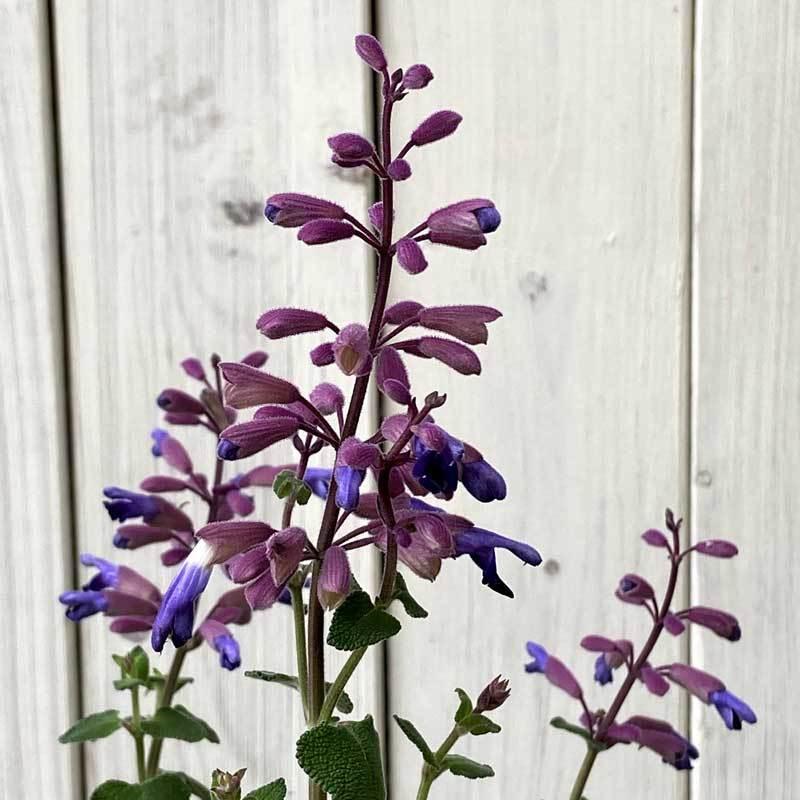 サルビア セミアトラータ（ウィンターセージ）の苗 : 植物・園芸専門店
