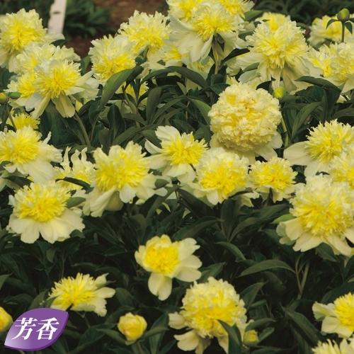 芍薬 シャクヤク ゴールディロックスの苗 Ki Tanen 548 花育通販yahoo 店 通販 Yahoo ショッピング