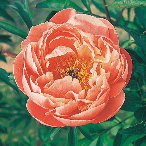 芍薬(シャクヤク/ピオニー) コーラルチャームの苗 : 植物 芍薬(シャクヤク/ピオニー) コーラルチャームの苗 : 植物