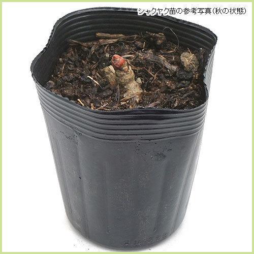 芍薬（シャクヤク/ピオニー） コーラルチャームの苗 : 植物・園芸専門