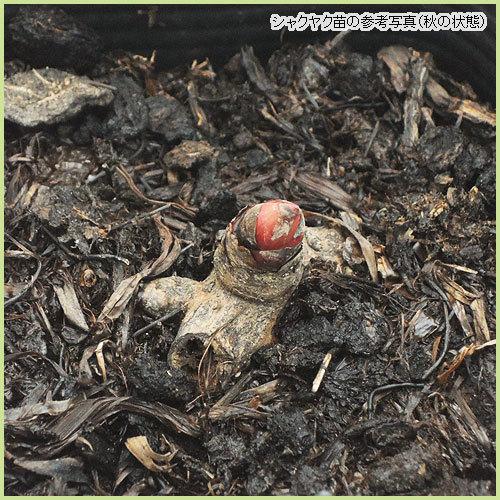 芍薬（シャクヤク/ピオニー） コーラルチャームの苗 : 植物・園芸専門