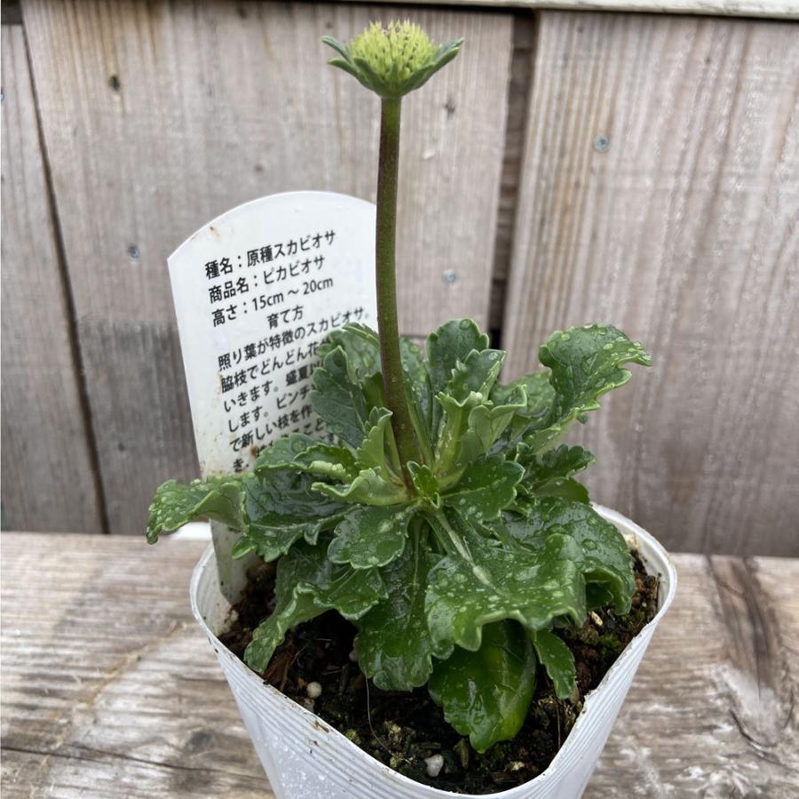 原種スカビオサ ピカビオサの苗 高評価なギフト
