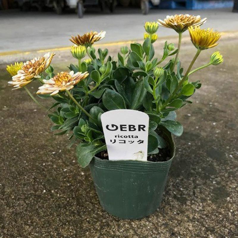 オステオスペルマム・リコッタの苗 : 植物・園芸専門店 花育通販Yahoo