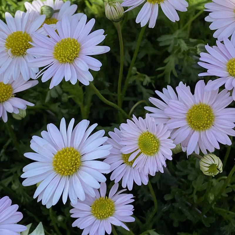 ブラキカム'ジャンボミスティピンク'の苗 : 植物・園芸専門店 花育通販
