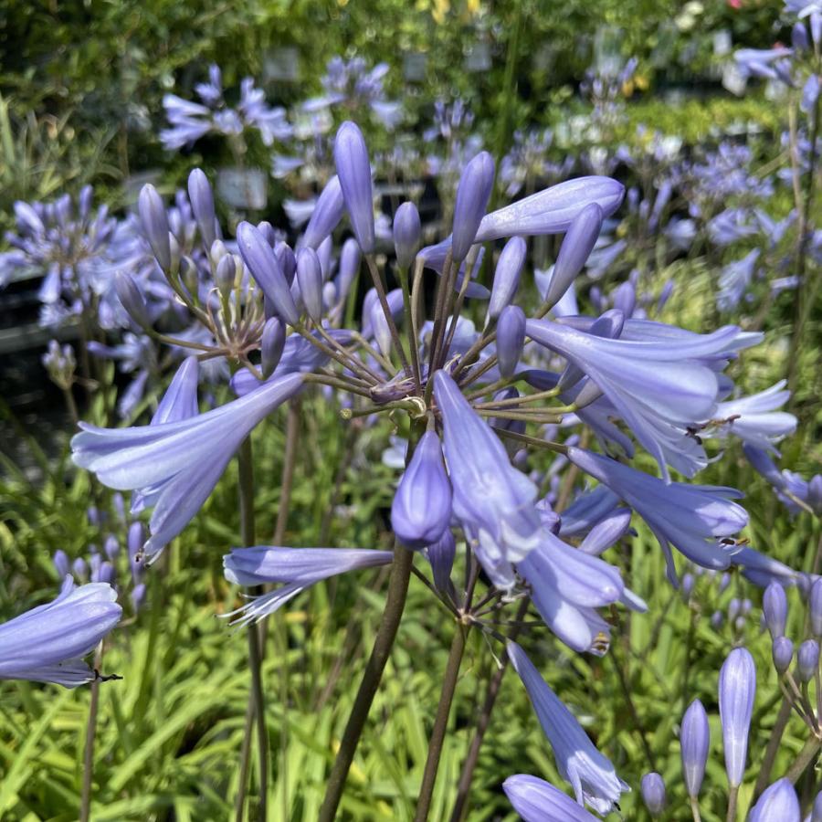 アガパンサス 矮性 青花の苗 : 植物・園芸専門店 花育通販Yahoo!店