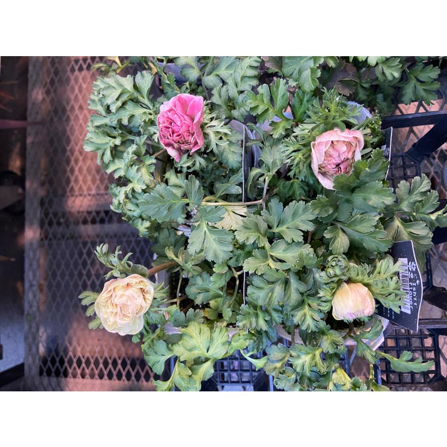 アネモネ・クラシカル アネモネ クラシカルピンクの苗 : 植物・園芸専門店 花育通販Yahoo!店