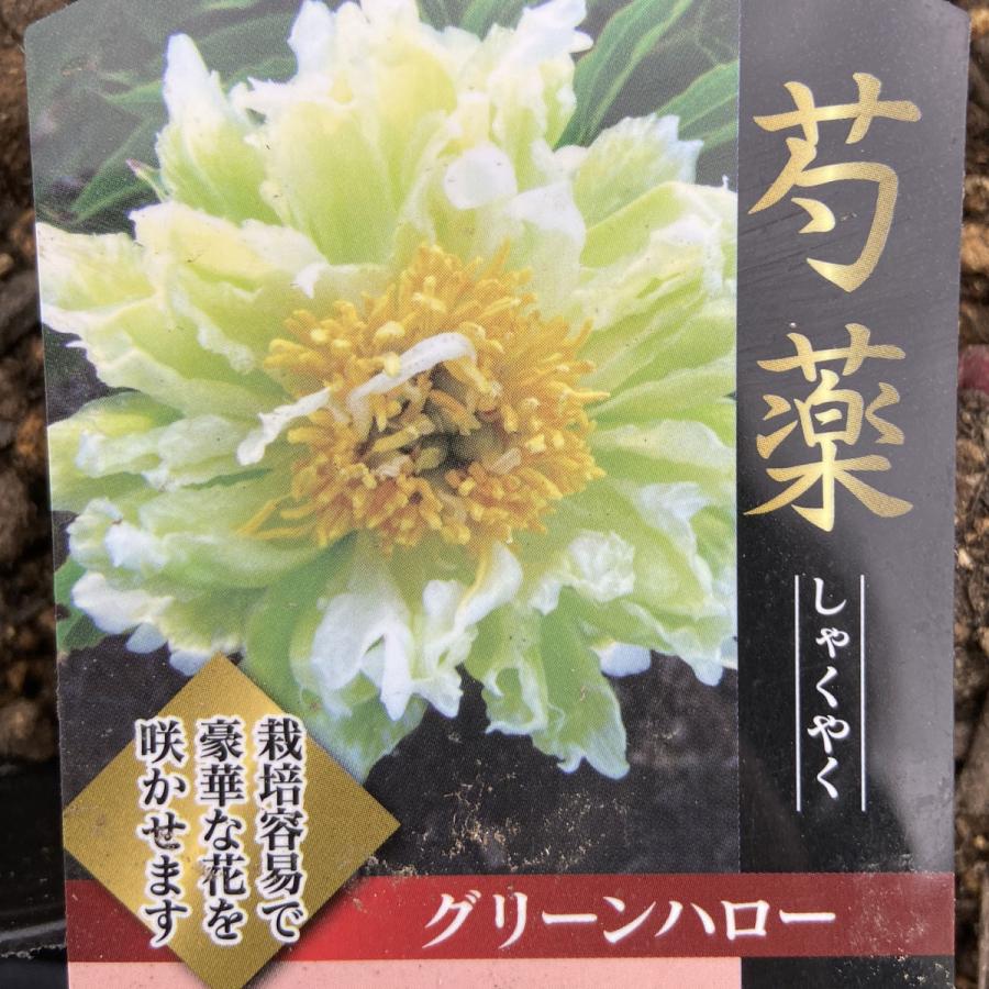 【匿名変更】シャクヤク 芍薬 グリーンハロー 富士 セレブリティ おまとめ 2025年最新】芍薬 グリーンハローの人気アイテム - メルカリ