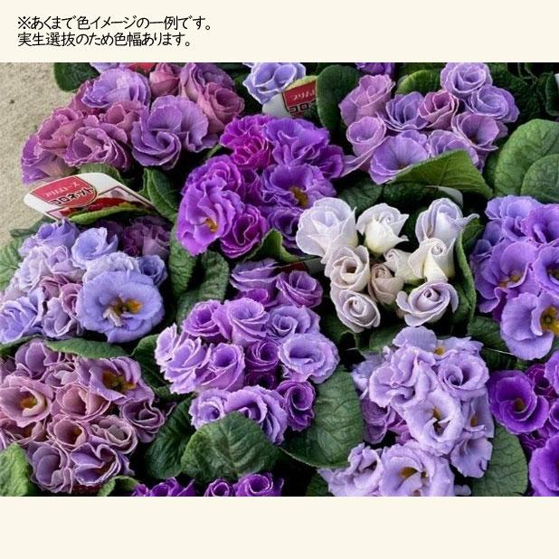 プリムラ ジュリアン コロネット レンブラントダスクカラーの苗 : 植物