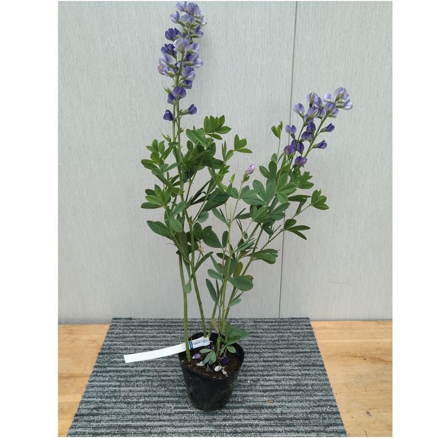 ムラサキセンダイハギ 12cmポット苗 紫仙台萩 パプテシア : 植物・園芸専門店 花育通販Yahoo!店 - 通販 - Yahoo!ショッピング