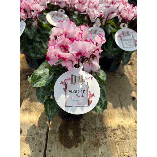 芳香性ミニシクラメン アブソリュドゥモレルの苗 : 植物・園芸専門店