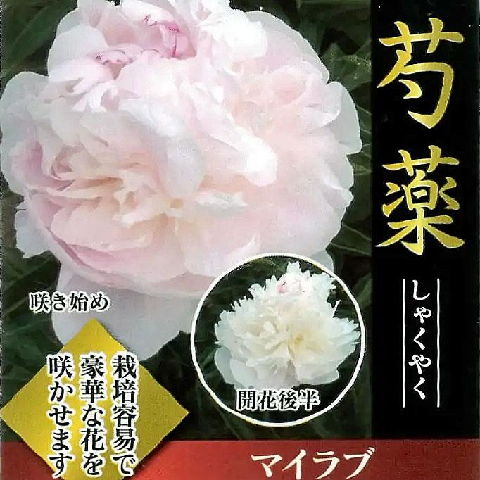 芍薬（シャクヤク／ピオニー） マイラブの苗 : 植物・園芸専門店 花育
