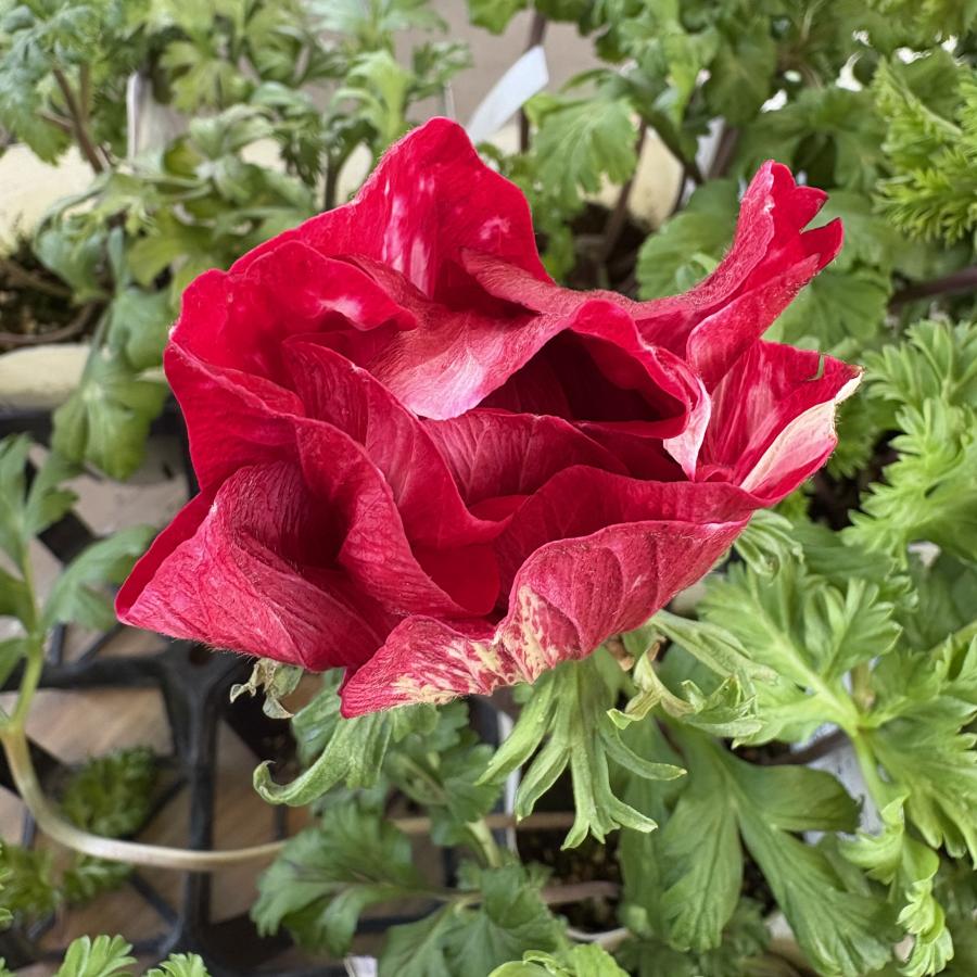 アネモネ'ミストラル ティグレ'の苗 : 植物・園芸専門店 花育通販Yahoo