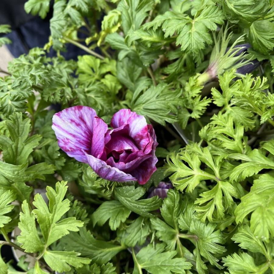 アネモネ'ミストラル ティグレ ワイン'の苗 : 植物・園芸専門店 花育