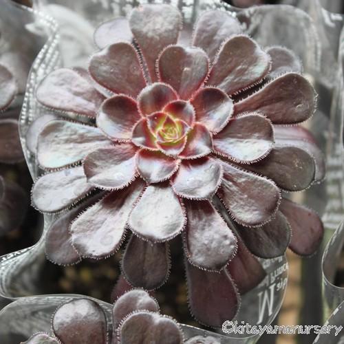 多肉植物 「黒法師（サンシモン）」の苗 : 植物・園芸専門店 花育通販