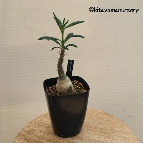 多肉植物]パキポディウム・サキュレンタム : 植物・園芸専門店 花育