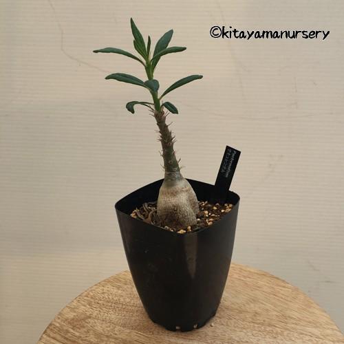 多肉植物]パキポディウム・サキュレンタム : 植物・園芸専門店 花育