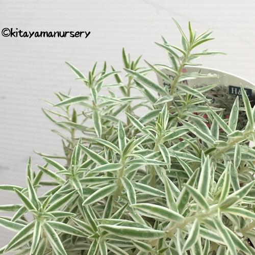 セダム「斑入り万年草（フイリマンネングサ）」の苗 : 植物・園芸専門