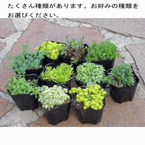 セダム「斑入り万年草（フイリマンネングサ）」の苗 : 植物・園芸専門