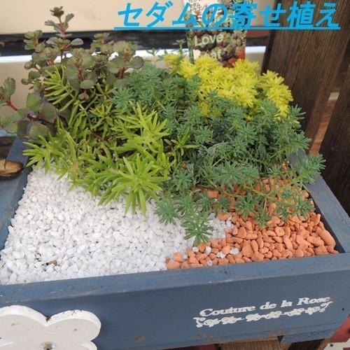 セダム「斑入り万年草（フイリマンネングサ）」の苗 : 植物・園芸専門