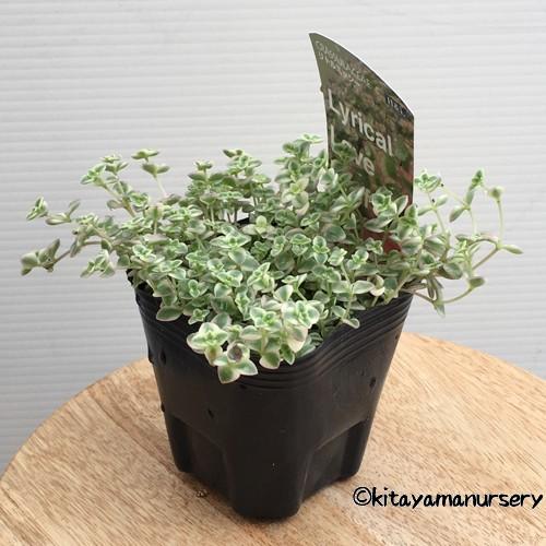 セダム リトルミッシー の苗 Ki Taniku 036 花育通販yahoo 店 通販 Yahoo ショッピング