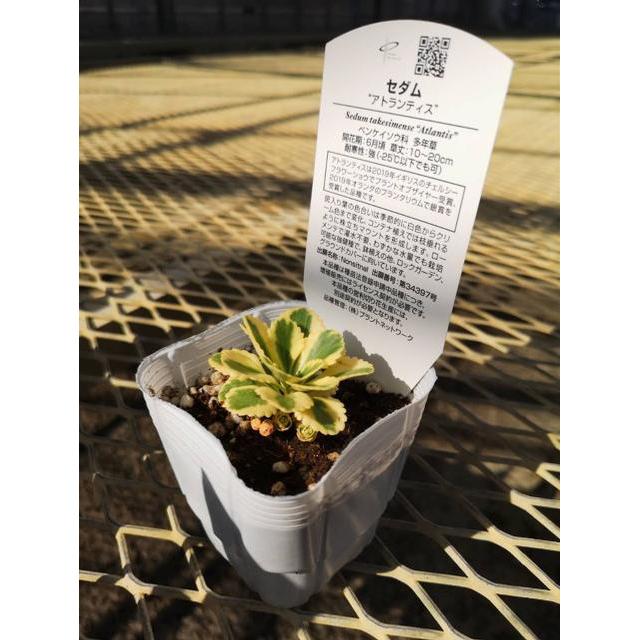セダム アトランティス の苗 Ki Taniku 047 花育通販yahoo 店 通販 Yahoo ショッピング
